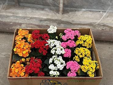 пионы корни: Рассада цветка — 9