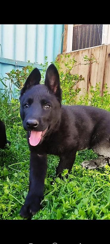 русский спаниэль: Дата рождения 13 февраля! Щенки прошли активацию в клубе, получены — 4