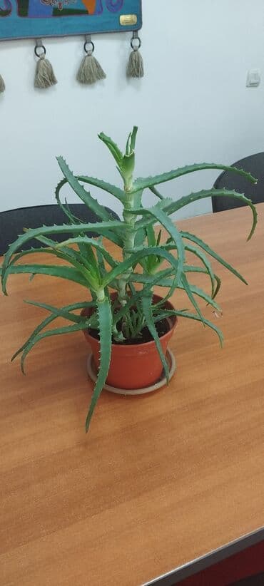 солнычный свет: Алоэ вера в коричневом керамическом горшке. Растение обладает — 1