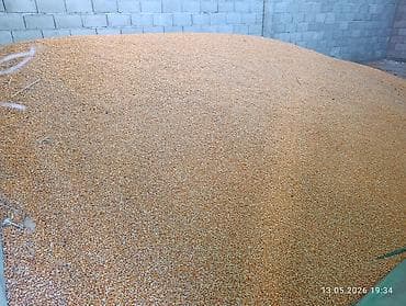 Продам кукурузу 5-6 тонн. сухая, под навесом. сорт Майями. цена 25 сом — 4