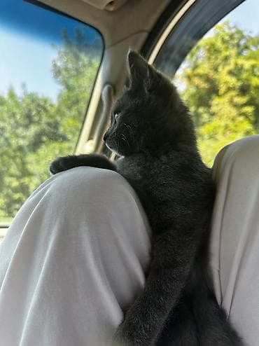 бархатные котята: 3 месяца, Мальчик, Приучена к лотку — 2