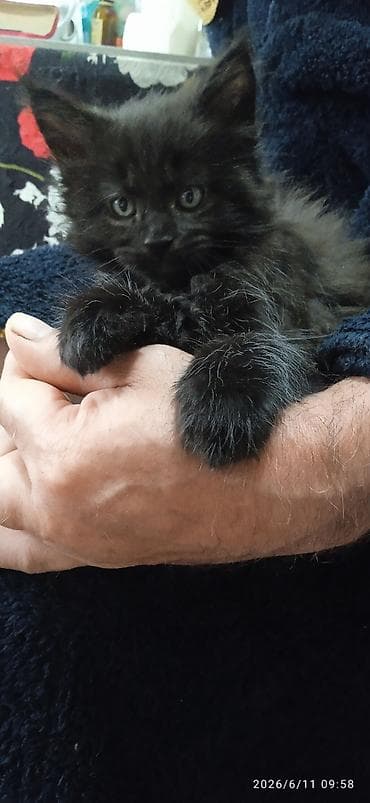 кошки маин кун: Мейн-кун, 2 месяца, Девочка, Приучена к лотку, Проглистована — 7