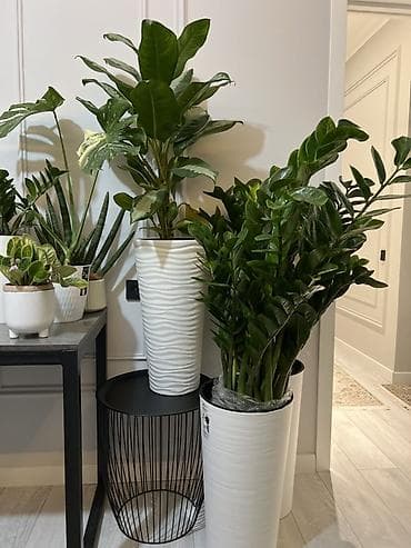 bamboo lab: Амазонская лилия несколько горшков. Очень много видов комнатных — 3