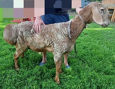 белый баран: Продаю | Баран (самец) | Полукровка, Арашан — 1
