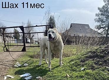 собака як: Вязка: Алабай, Самец, 1 год — 4