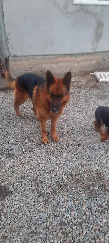 выгуливать собак: Немецкая овчарка, 4 года, Самец, С прививкой — 7