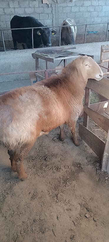 дойный каза: Продаю | Баран (самец) | Для разведения | Осеменитель — 2