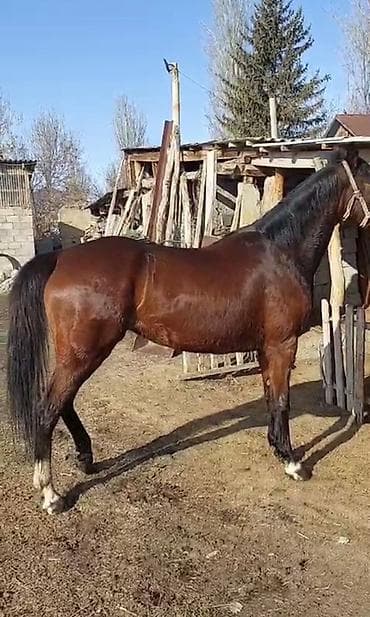 животные птицы: Продаю | Кобыла (самка) | Английская | Для разведения, Рабочий, Конный спорт — 4