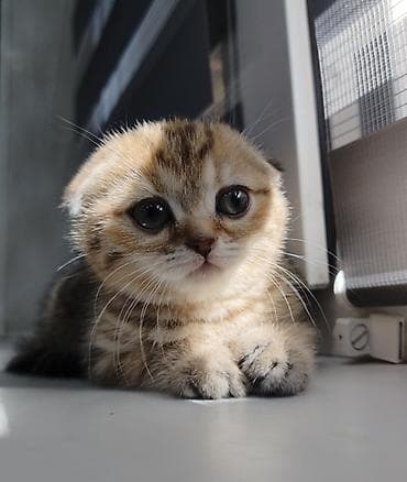 сиамские котята: Манчкин, 2 месяца, Девочка — 6