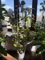 диффенбахия купить: Продаю в ассортименте цветы из личной коллекции. Все взрослые, мощная — 6