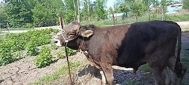 монбельярд цена: Продаю | Бык (самец) | На откорм | Осеменитель — 6