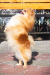 Вязка собак: Шпиц, 3 года, Самка — 7