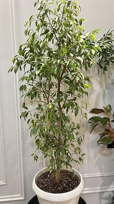 пести: Фикус Бенджамина в напольных кашпо - Два взрослых деревца в отдельных — 4