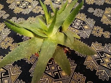 кукуруза алам: Алоэ (суккулент в горшке) - Вид: алоэ, розетка из мясистых листьев с — 1