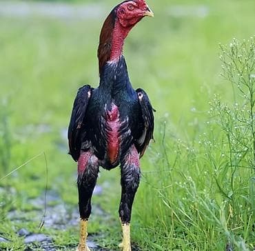 продам курей: Продаю | Петух | Бойцовая | Для разведения — 8