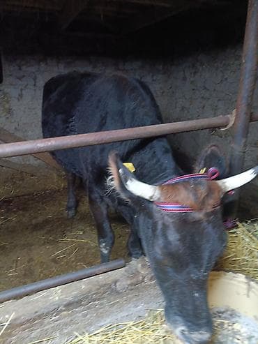 Үй жаныбарлары үчүн товарлар: Экинчи туут жакын бооз кунажын сатылат характери жакшы, жоош теппей — 6