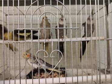 ломан браун купить в бишкеке: Попугаи кореллы ручные пара! — 3