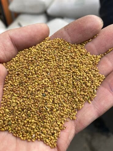 семена огурцов для теплицы в бишкеке: Беде урук оптом 7 Обласка салып жоробуз ишенимду таза кепилдик бар — 8