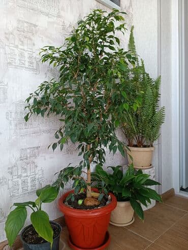 искусственный газон для мини футбольного поля цена бишкек: Цветы комнатные фикус Бенджамина высота 1 метр — 7