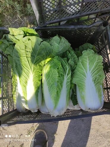 Таңгактоо товарлары: Көк чөптөр жана микро жашылчалар, Дүңүнөн, Акылуу жеткирүү — 4