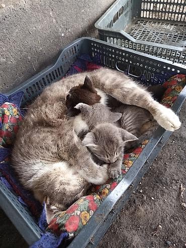 бенгалская кошка даром: Котята от домашней кошки Описание: - Семейство котиков: мама кошка с — 1
