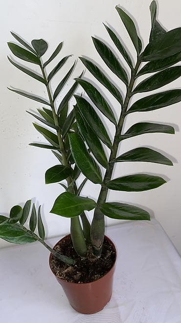 эластика: Комнатные растения в горшках: 1) Фикус эластика (Rubber Plant) - — 8