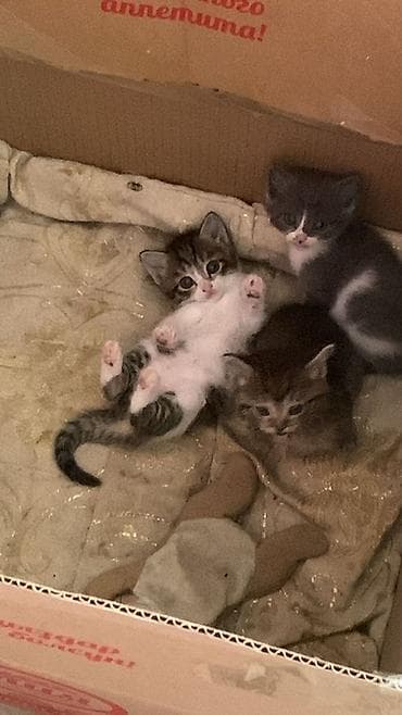 кошки милые: 1 месяц, Девочка, Биколор, Приучена к лотку — 4