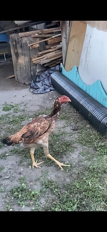 лапки куриные: Продаю | Куры | Бойцовая | Для разведения — 2
