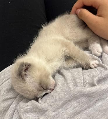 Продажа кошек: Срочно продаю котёнка! Порода: скоттиш‑фолд (шотландская вислоухая) — 2