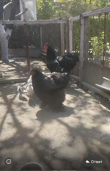 утки с утятами: Продаю | Куры, Петух | Кохинхин — 1