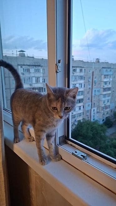 Кошки: Девочка, Приучена к лотку — 2