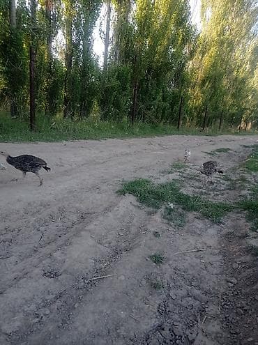 перепелки живые: 25шт.почти 3х месячные.1500с. Молодняк индюков, разный окрас (белый и — 3