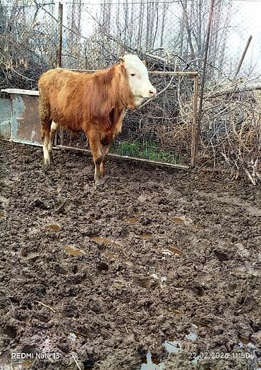 С/х животные и товары: Продаю | Бык (самец) | На откорм | Привязанные — 1