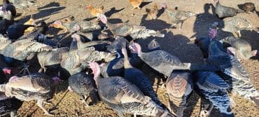 мал айдана ит керек: Продаю | Индюк (самец) | Племенные — 7