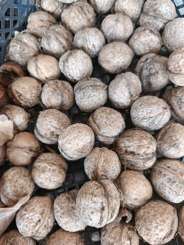 орешка: Продаю грецкие орехи . Вкусные . урожай 2025 г. в наличии почти 4 — 3
