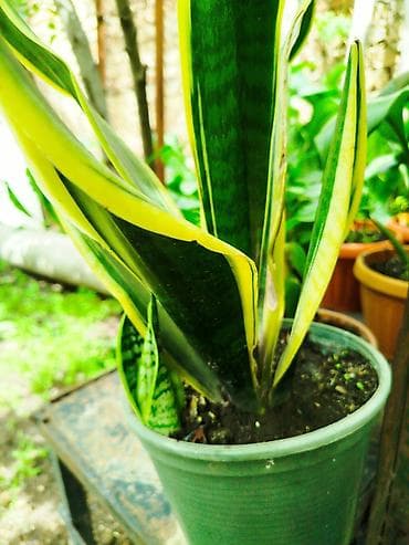 сапон: Сансевиерия (лат. Sansevieria), известная также как «щучий хвост» или — 1