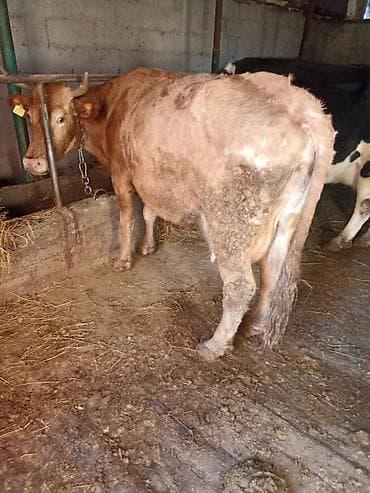 куплю бык: Продаю | Корова (самка) | Для молока | Привязанные — 3