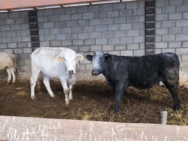 сазан живой: Продаю | Бык (самец), Тёлка | Швицкая, Бельгийская, Монбельярд | На откорм, Для разведения, Для молока | Племенные, Искусственник — 7