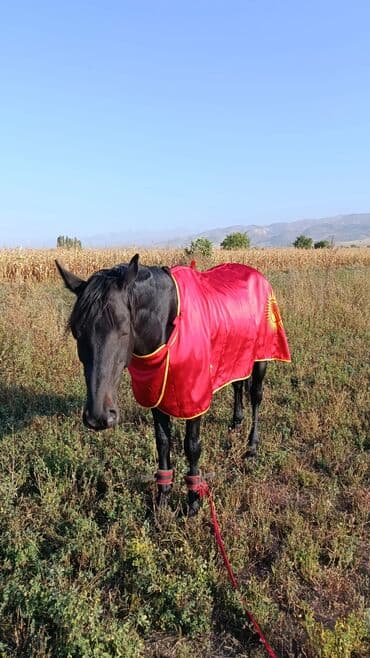 жылкы лошадь: Продаю | Конь (самец) | Конный спорт — 10