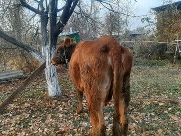 щенки охотничьих собак: Продаю | Корова (самка) | Алатауская | Для разведения, Для молока | Стельные — 4