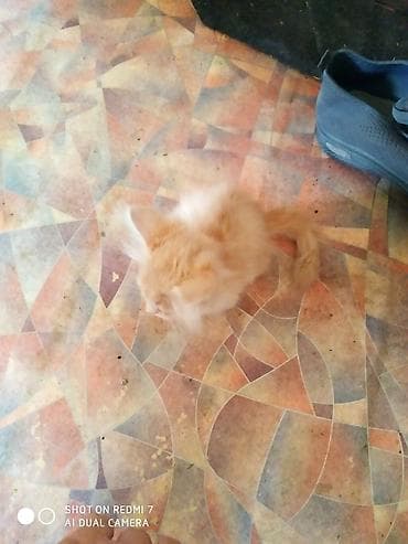 хвостик: Котята домашние, от красивой длинношерстной кошки-черепахи. На фото — — 4
