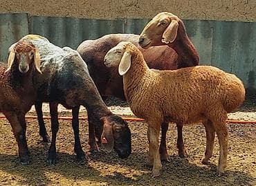 уй музо: Продаю | Овца (самка), Ягненок, Баран (самец) | Арашан | Для разведения | Племенные, Осеменитель, Матка — 3