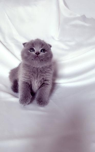 Продажа кошек: Продается котенок шотландский вислаухий С документами, 1,5 месяц К — 2