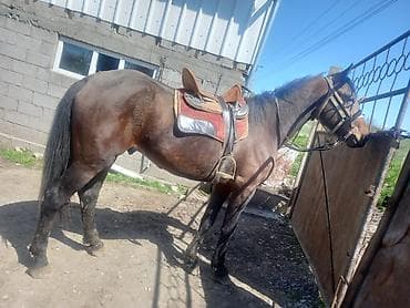 Продаю | Конь (самец) | Английская