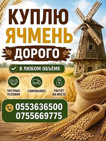 Покупка ячменя — дорого. - В любом объёме - Честные условия - плюс lalafo.kg да Покупка ячменя — дорого. - В любом объёме - Честные условия - плюс