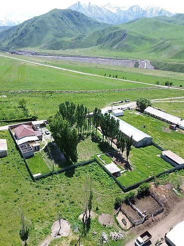карпинка чуй: Кошара, 50 соток, Действующий, Частично с оборудованием, Электричество, Канализация, Отопление — 7