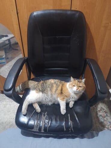 Мебель: Кресло в хорошем состоянии если не считать пару мест где стерлось — 1