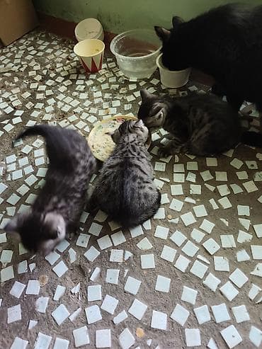 Продажа кошек: Котята . бесплатно в добрые руки. - Помет из нескольких котят — 4