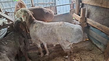 искусственное осеменение овец: Продаю | Овца (самка) | Для разведения — 2