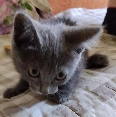 scottish fold: В добрые руки котята. Помесь простой с бобтейлом, (укороченны хвост) — 1
